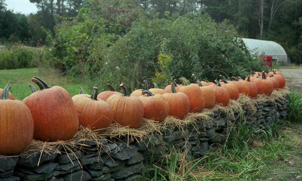 Pumpkins Farm Stand Plympton, Mass CiroFlexFan Flickr
