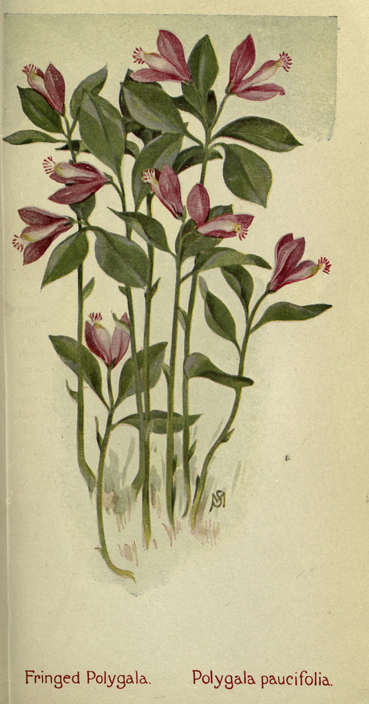 n292_w1150 Field book of American wild flowers New York,Pu… Flickr