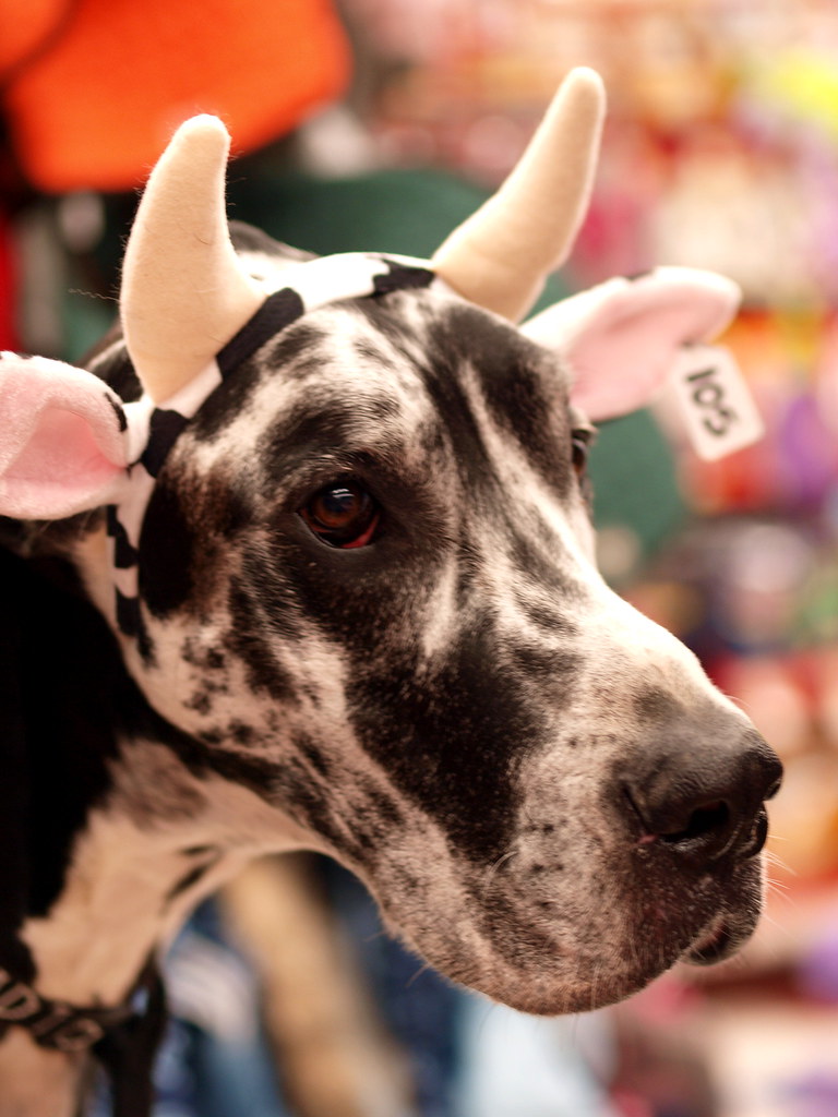 Petco Halloween Costume Contest 1st place WinnerAnnual Pe… Flickr
