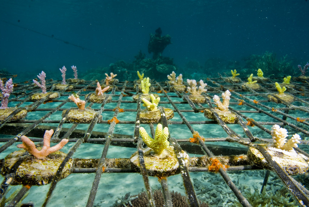 Experimental coral farming for the aquarium trade at the W… Flickr