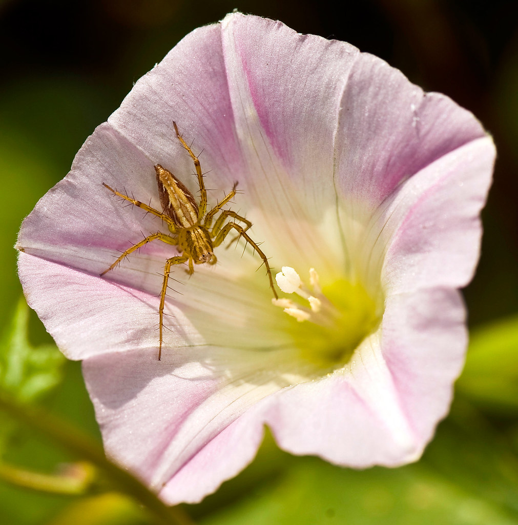 Bamboo Spider On Pink Morning Glory, Oxyopes sertatus, ササグ… Flickr