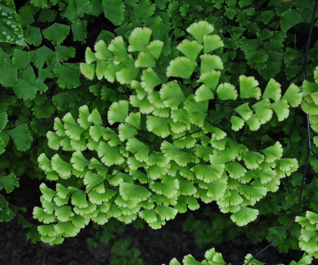 Brittle Maidenhair Fern (Adiantum tenerum 'Farleyense') Flickr