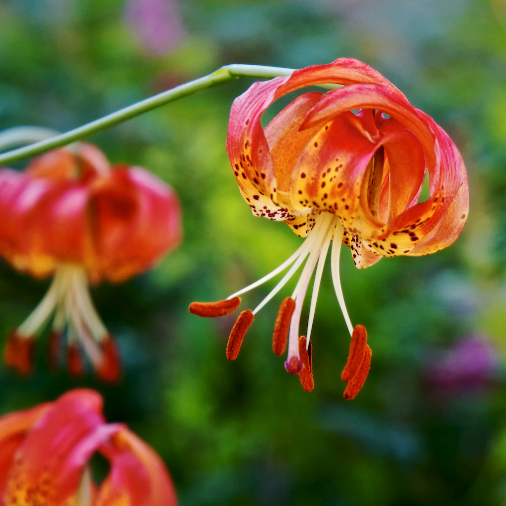 Tiger Lily Southwestern Oregon andiwolfe Flickr