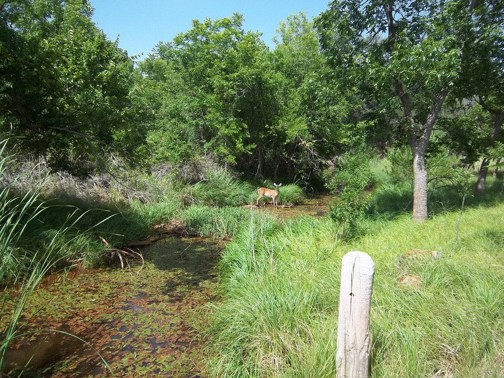 Deer in Elm Creek, Tuscola, Texas Info on Abilene State Pa… Flickr