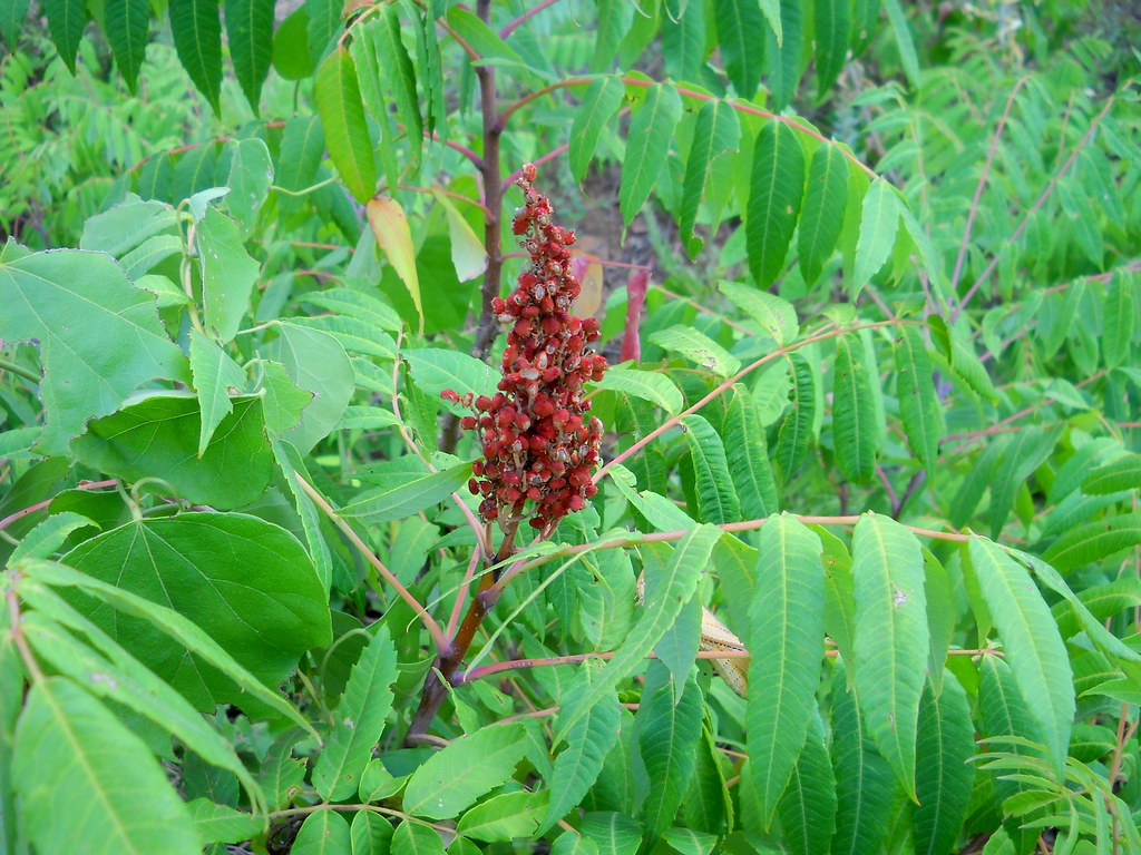 Oklahoma Staghorn Sumac Staghorn Sumac,Preparation of the … Flickr