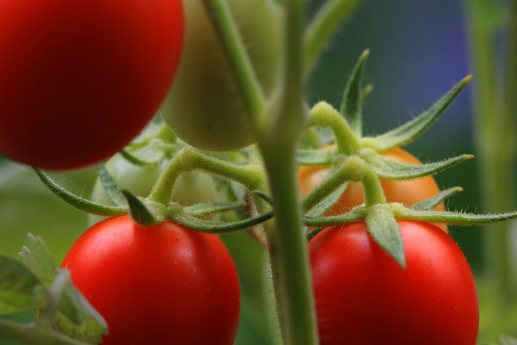 Ripe Tomatoes on the vine vijaymverma Flickr