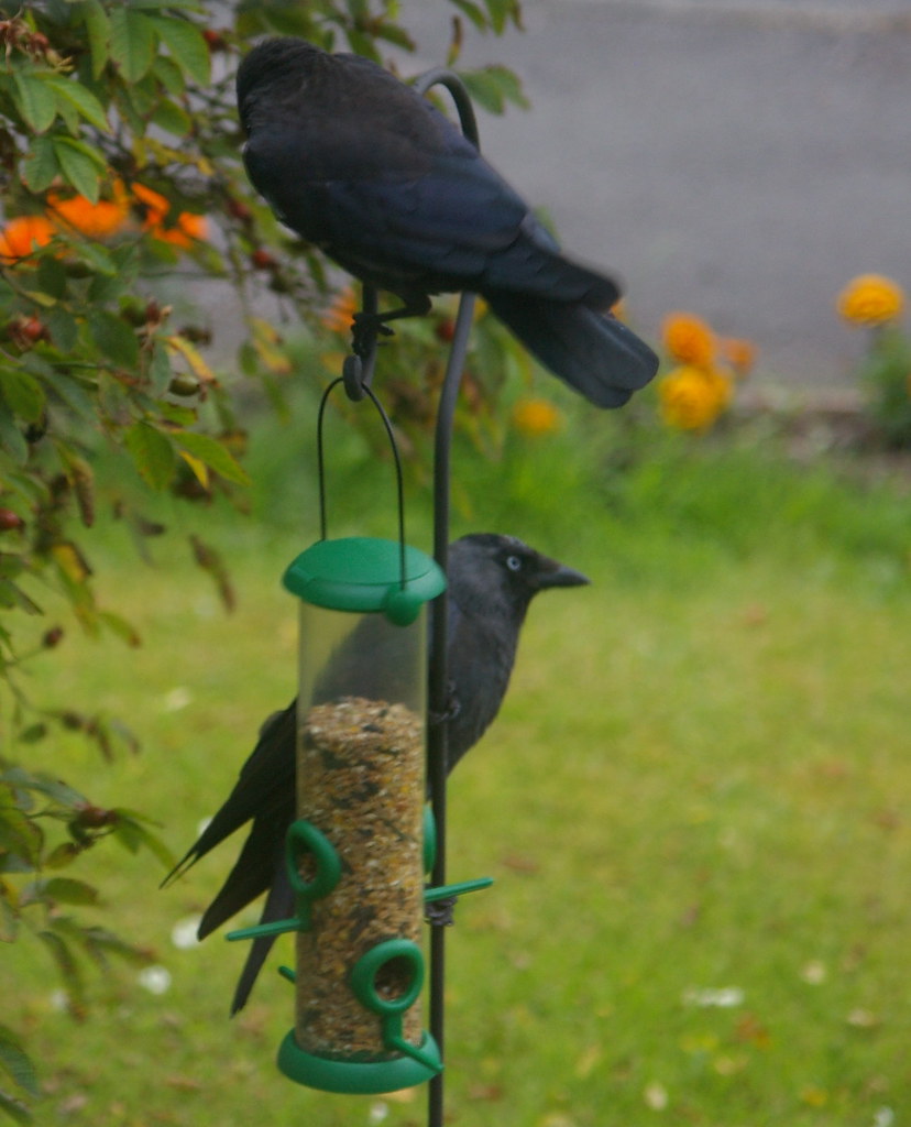 Jackdaws clilnging to feeders meant for smaller birds Flickr