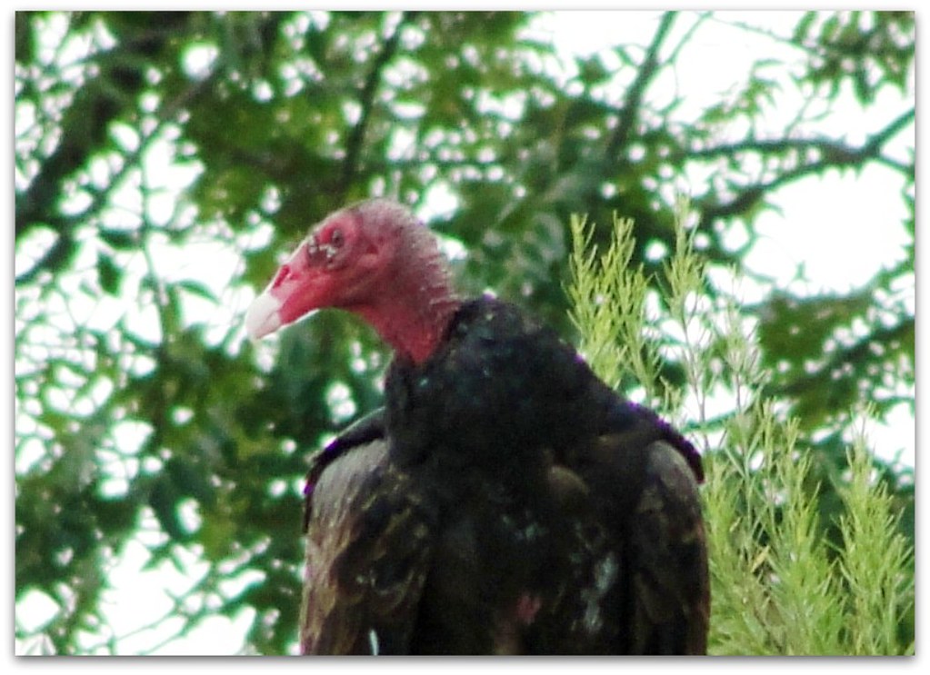 Turkey Buzzard Lol! This is the song that came to mind fir… Flickr