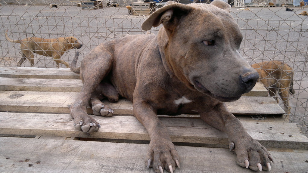 perro en adopcion en tenerife 6 perro en adopcion en tener… Flickr