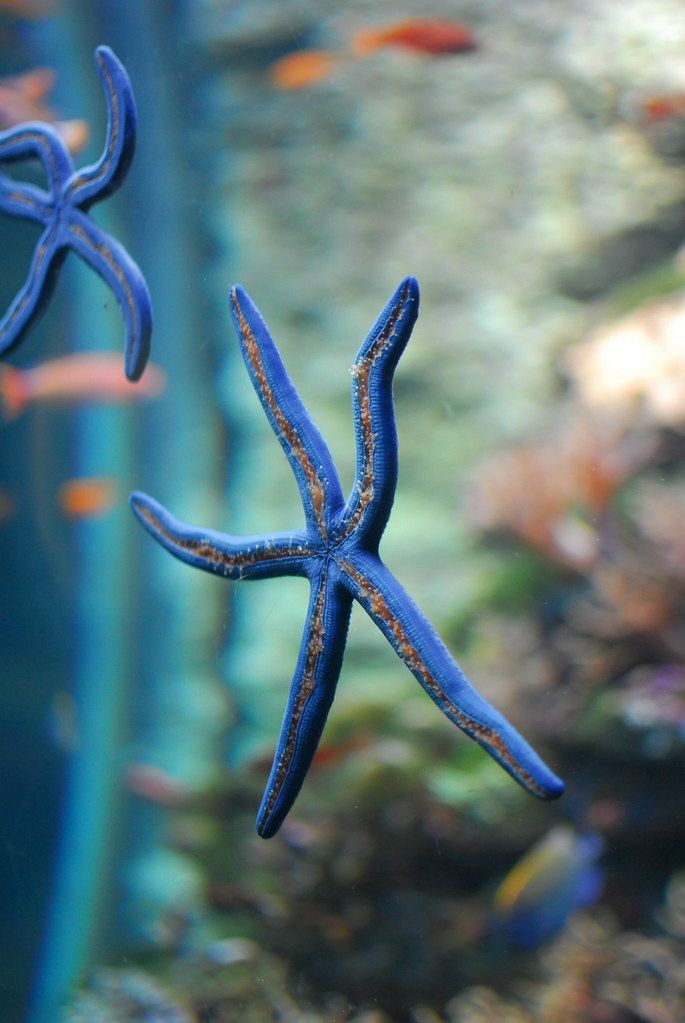 Starfish 1 starfish aquarium ba.zinga Flickr