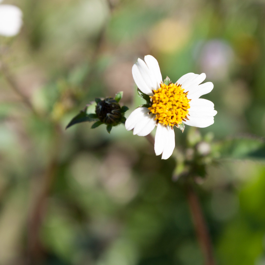 11.190 blackjack flower otherwise known as Spanish Needl… Flickr