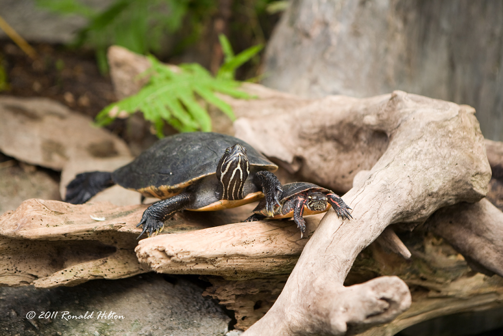 North American Water Turtles NC Aquarium, Roanoke Island Flickr