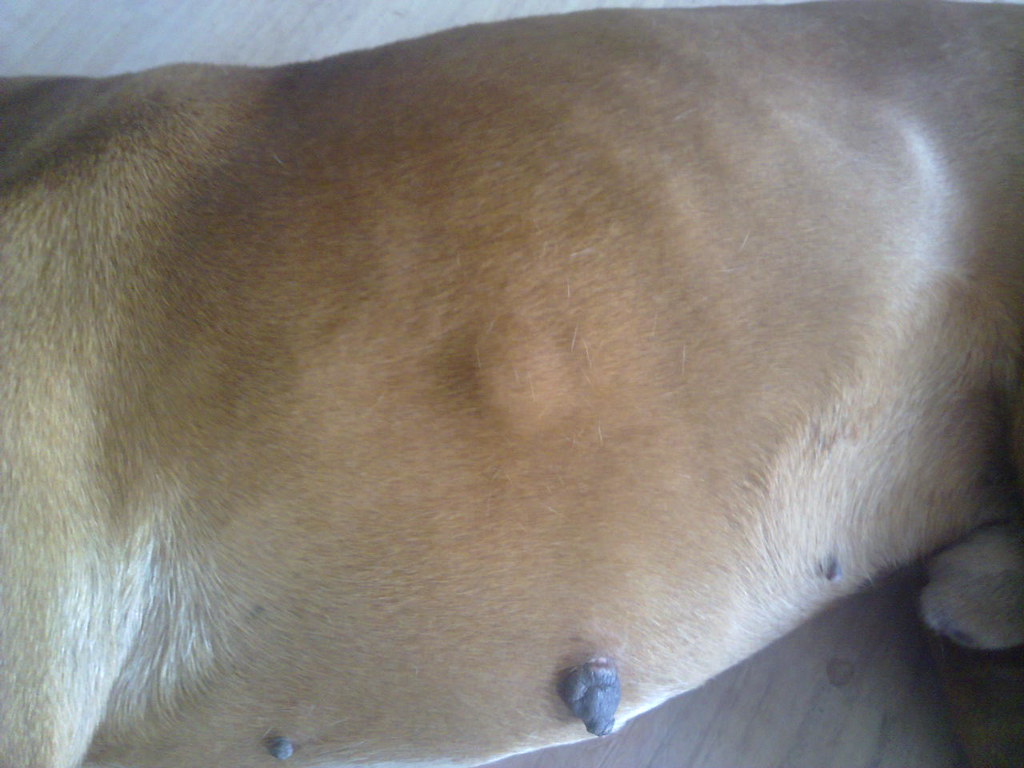 lump on ribs boxer dog male lump on ribs closeup 7,5 old m… Flickr