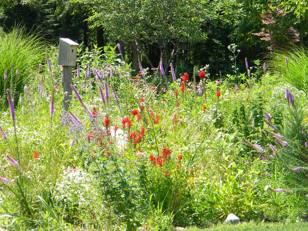 2011.08.001 my wildflower garden in north barrington, IL a… Flickr