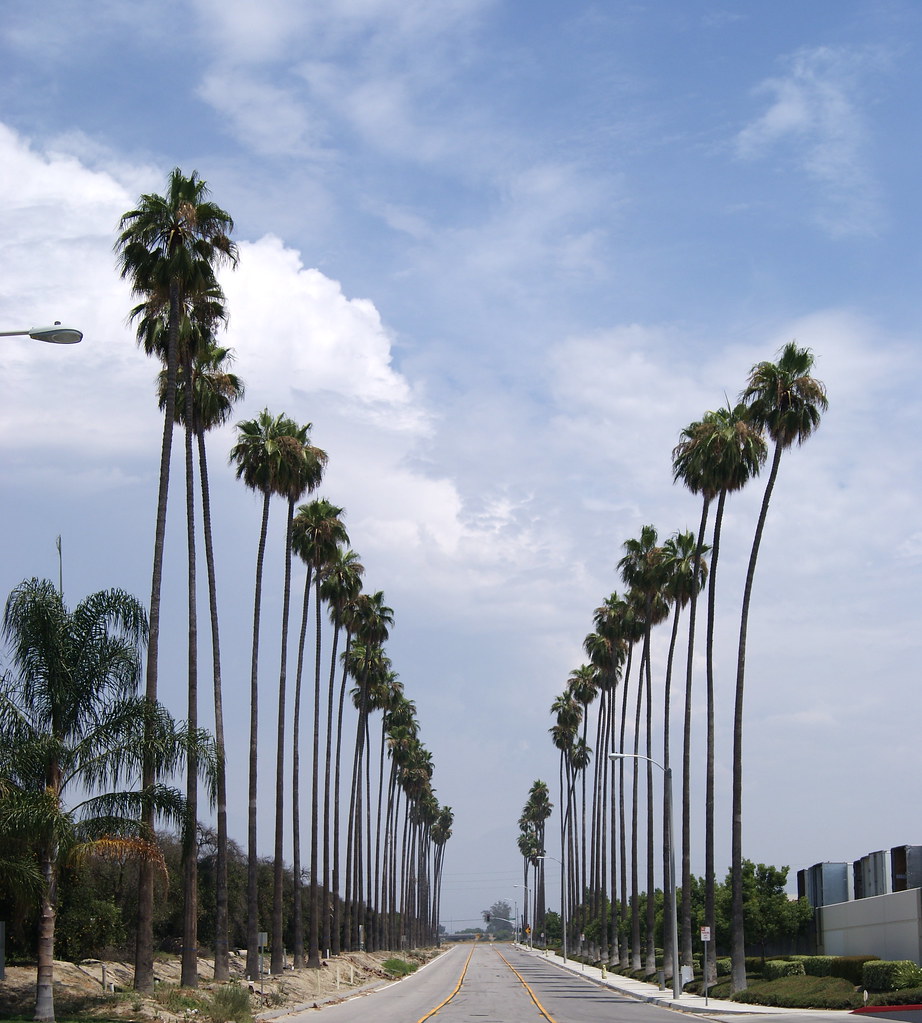 Redlands Ca. Some of the Palm Trees left in Redlands CA. Manuel