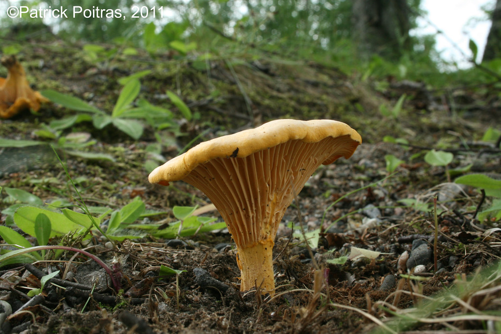 Cantharellus roseocanus / Chanterelle commune Photographié… Flickr