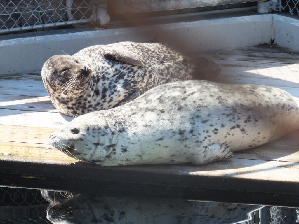 Harbor Seals, Seattle Aquarium Ralph Melton Flickr