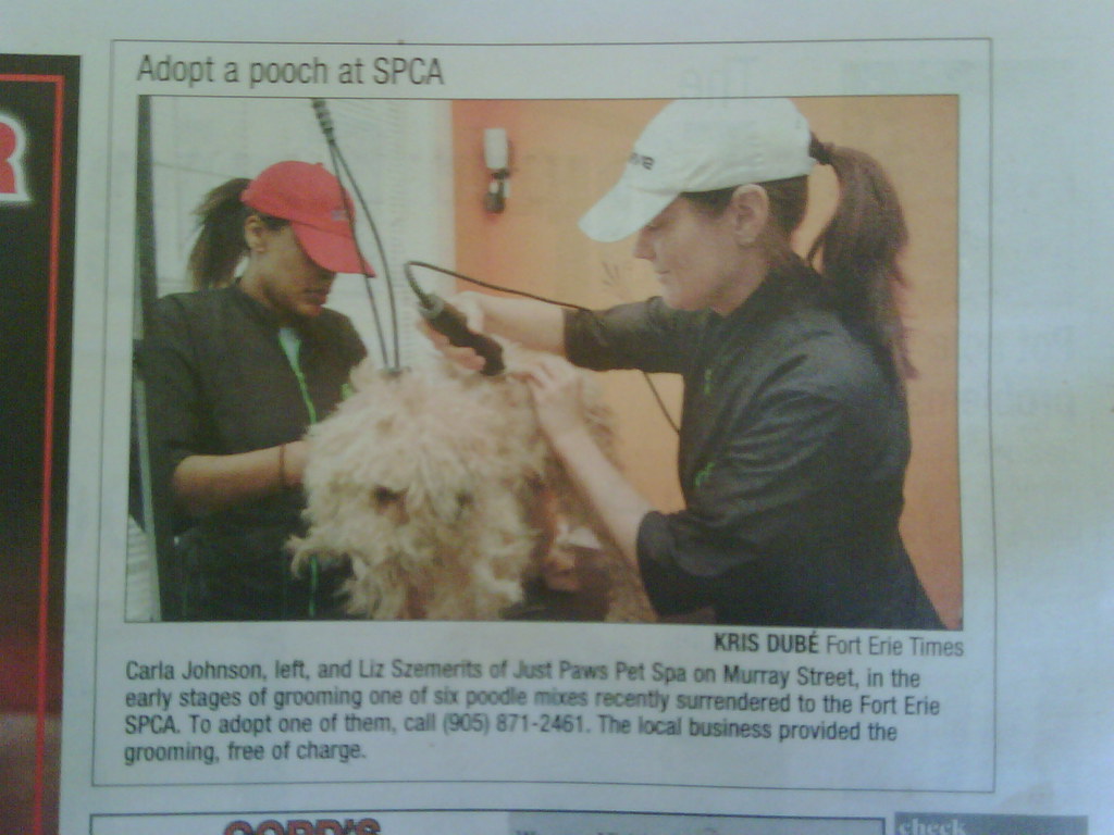 grooming rescue dog Just Paws Pet Salon Flickr