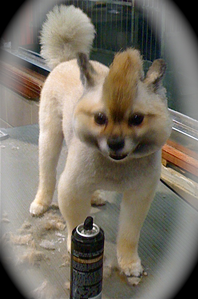 Four Paws Pet Grooming Book your next grooming services to… Flickr