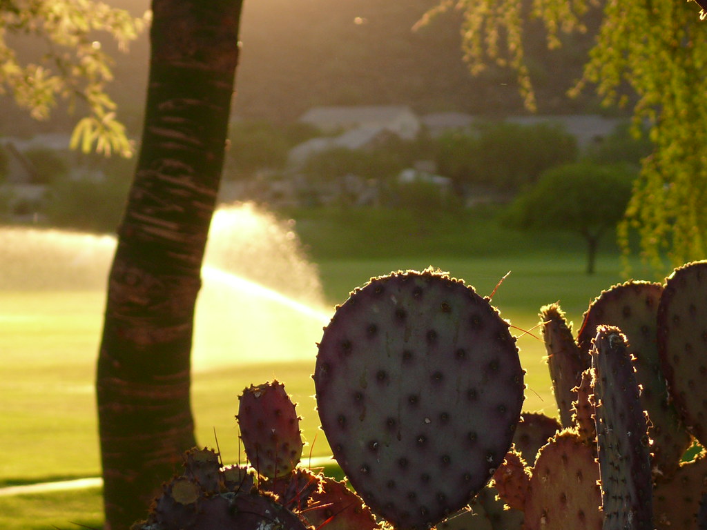 Phoenix, Arizona 2011 Stetson Hills marada Flickr