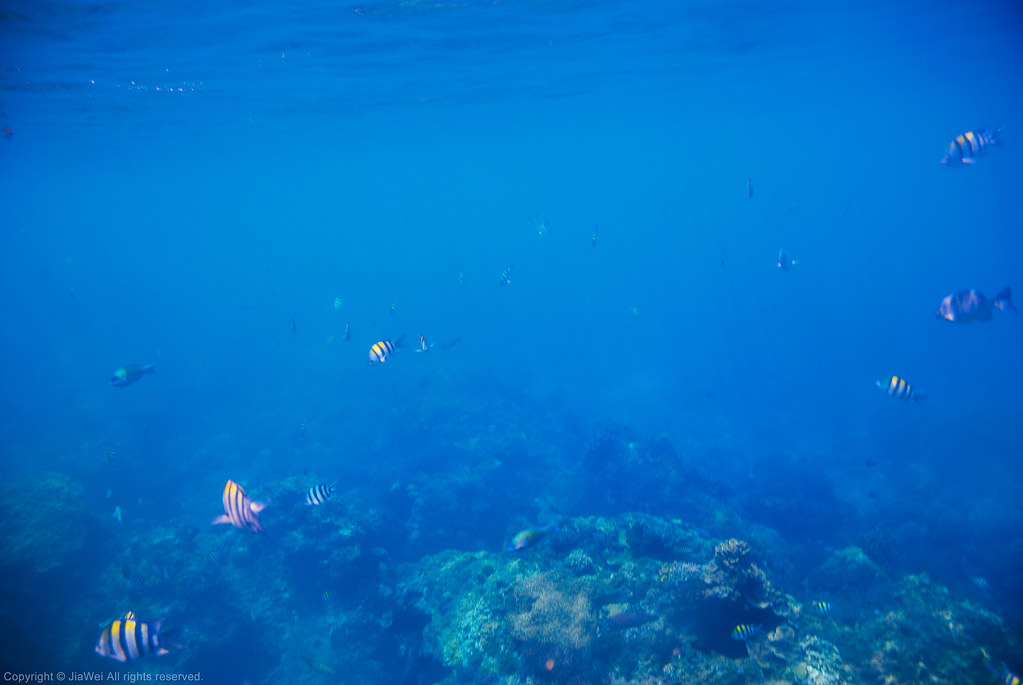 綠島浮潛 Snorkeling at Green Island, Taiwan 地點：石朗潛水區 Locatio… Flickr