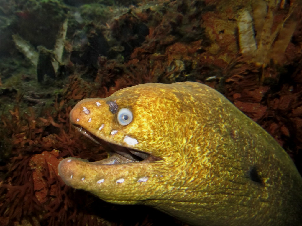 Shock Me Like an Electric Eel Vivalakyra Flickr