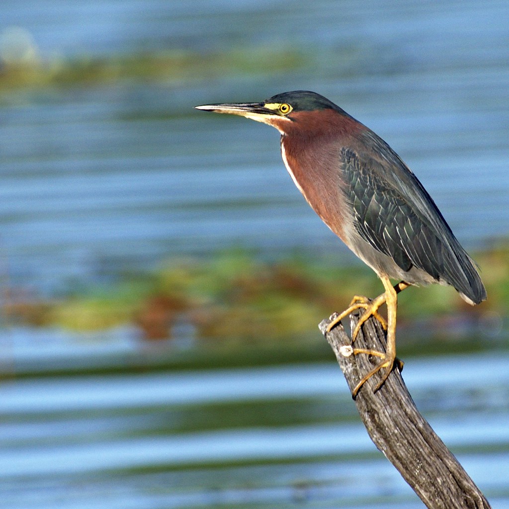 Green Heron Green Heron at Binder Lake, Jefferson City, MO… Sasha