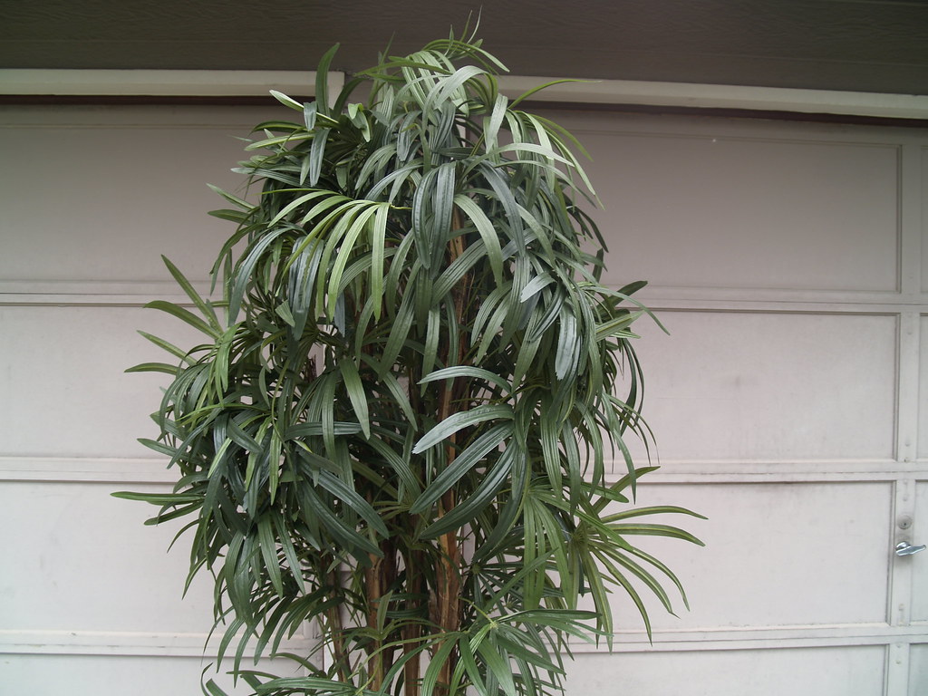 Tropical Plants 037 Tree & Plant Rental Christians Flickr