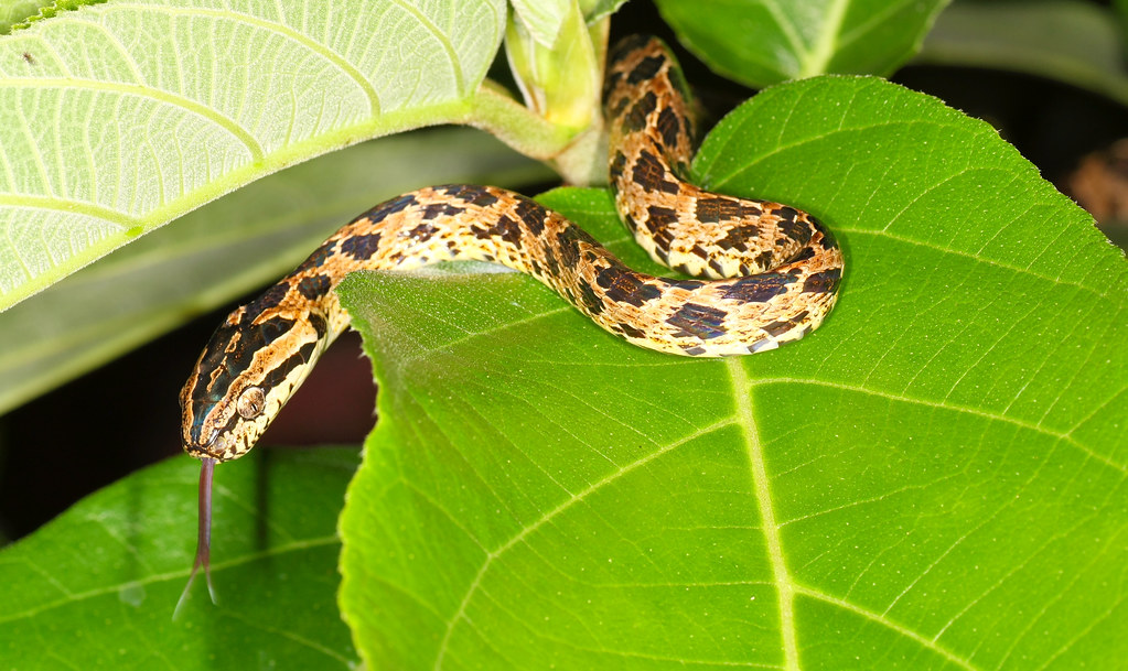 LargeSpotted Cat Snake [Boiga multomaculata] 繁花林蛇 Flickr
