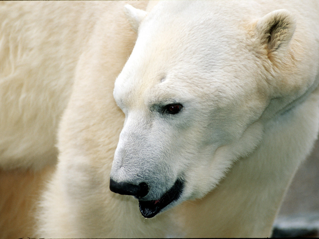 High 10 Wild Animals In The World hillspet.top