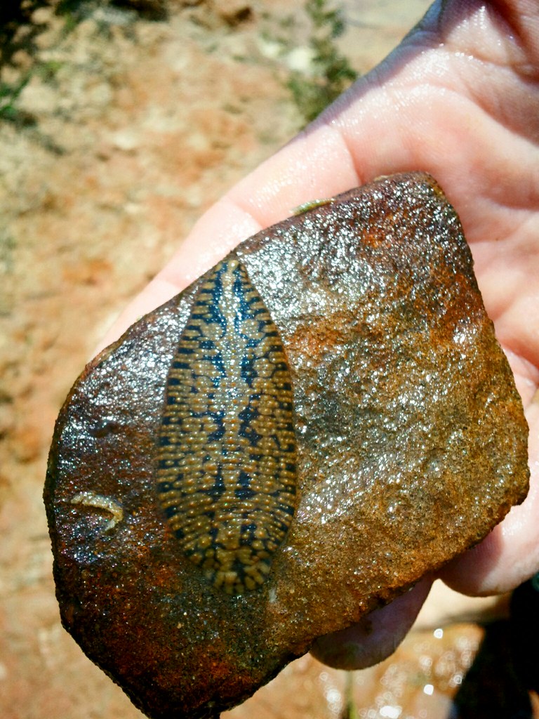 East Texas leech Fat leech on a nice camp stone. Richard Fernandez