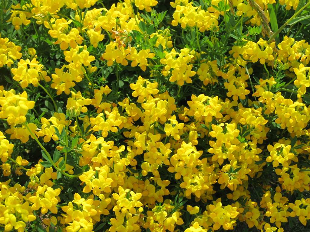 YELLOW ROADSIDE Wild flowers in Bucksport Gail Flickr