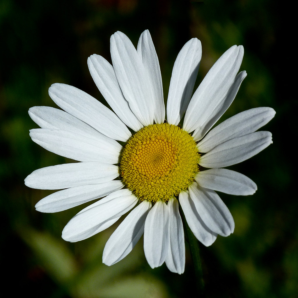 Oxeye Daisy Alberta Sakura Tucson