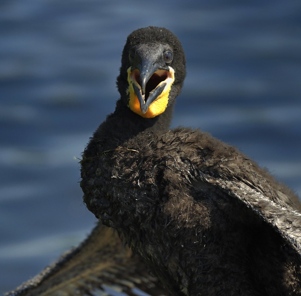 Baby Cormorant at Argyle Pond in Babylon, NY More Photos… Flickr