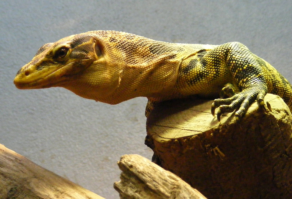 London Zoo Reptile House Robbie Phelan Flickr