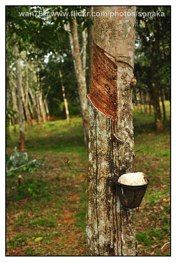 Penanaman Getah Di Malaysia / Sejarah Tingkatan 2 Bab6