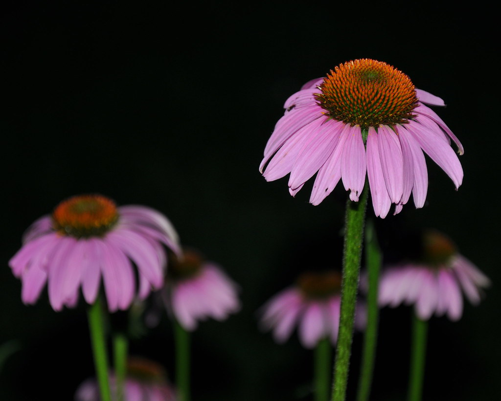 Coneflowers at night dmblue444 Flickr