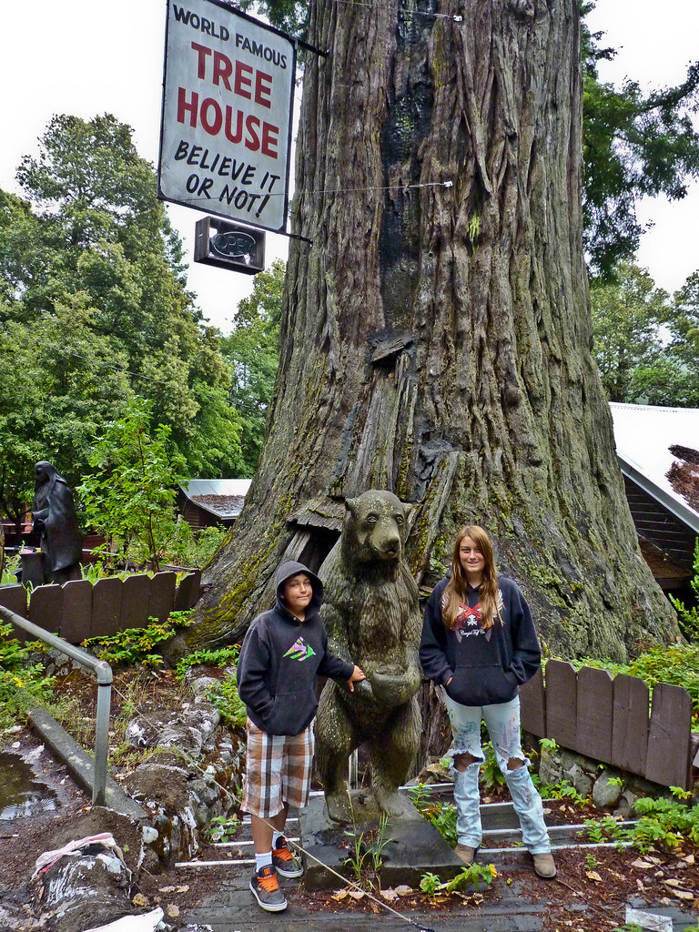 The old Tree House store P1010449 Long time an ikon on … Flickr