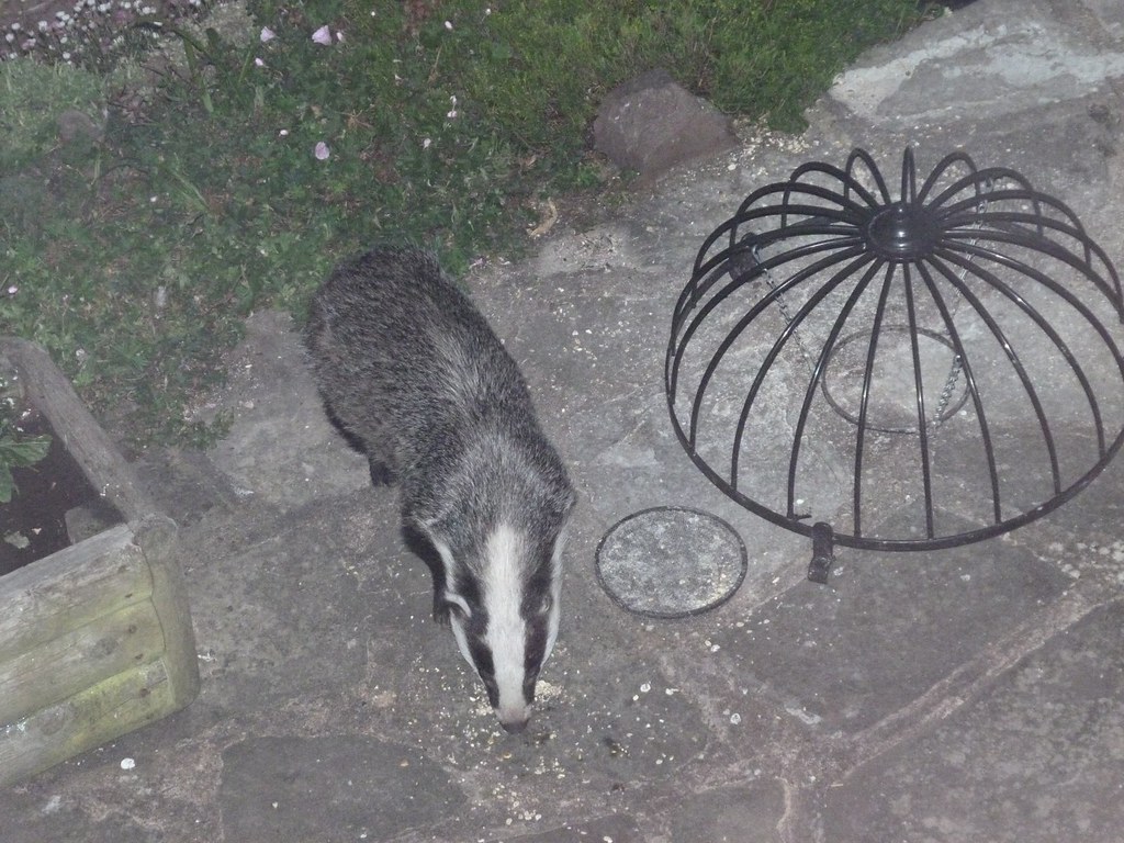 Badger eating the bird food! This guy has come into the ga… Flickr