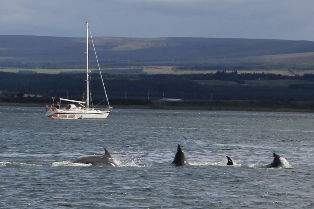 Dolphins, Scotland. IMG_7201 Seckington Images Flickr