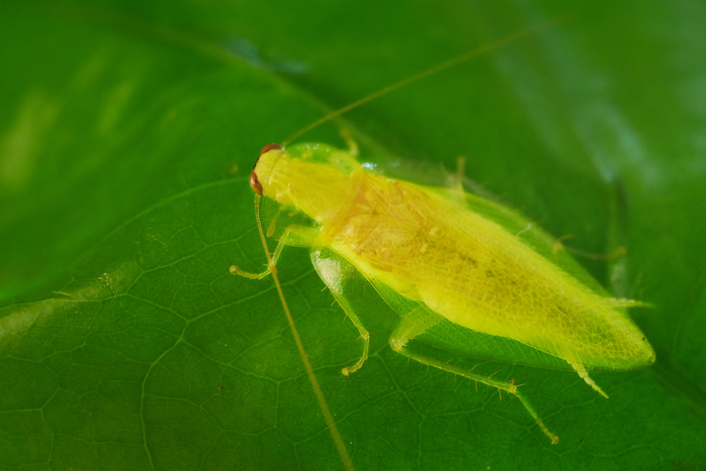 Yellow Cockroach Roach cockroach Insect