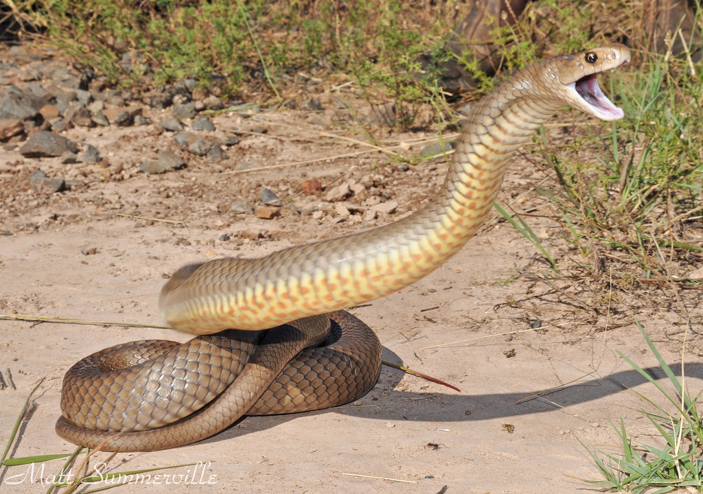 Eastern Brown Snake (Pseudonaja textilis) a photo on Flickriver