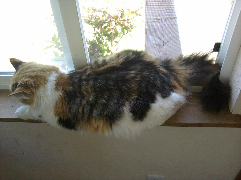 Josie The fluffiest softest cat is also the one with the m… Flickr