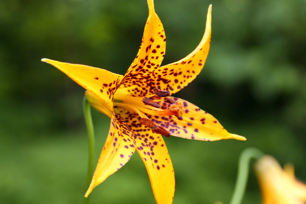 Kanadalilja (Lilium canadense) Kanadalilja (Lilium canaden… Flickr