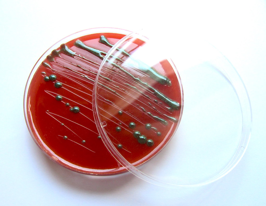 E. coli on EMB Soap Cleaner Science Flickr