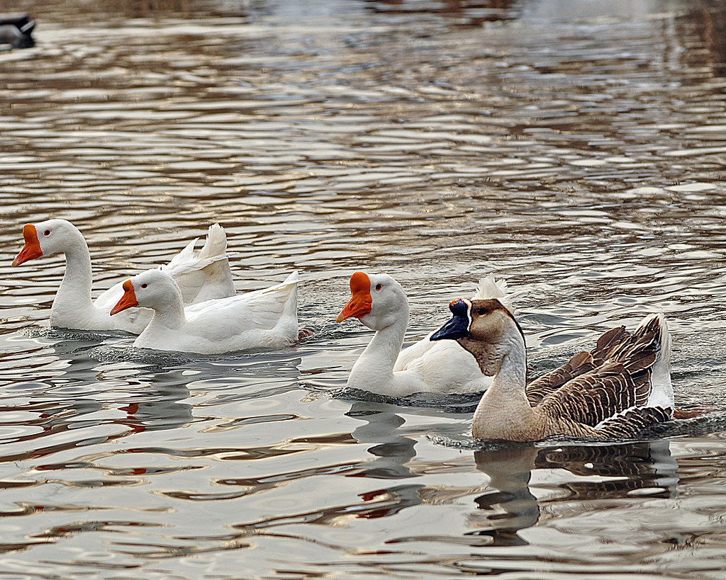 geese Wayne Broadhead Flickr