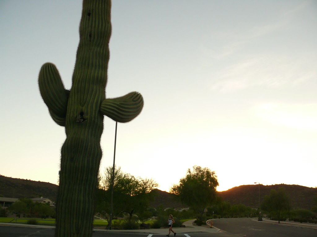 L1080294Phoenix, Arizona 2011 Stetson Hills marada Flickr