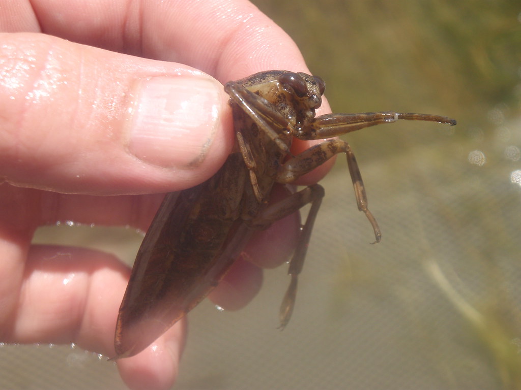 Lethocerus americanus (giant water bug) Their bite is cons… Flickr