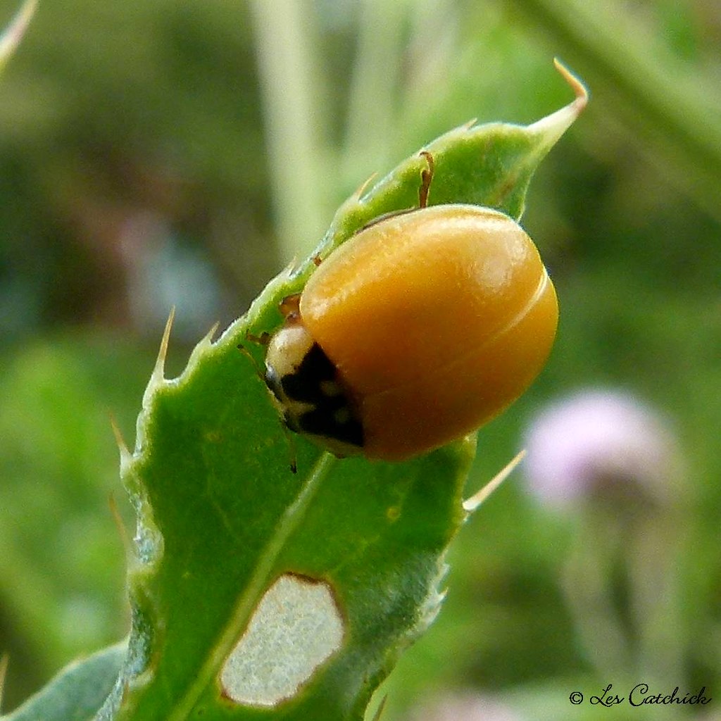 Ladybird without spots I can find no details of ladybirds … Flickr