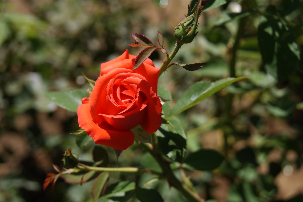 DSC01885 Rose Garden In Sylvan Park in Redlands California??? Manuel